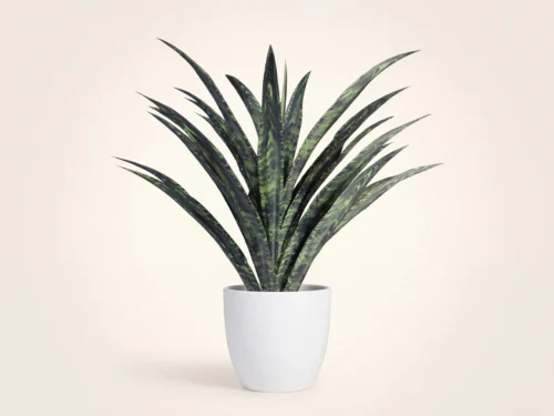 Black Coral Yucca Plant ID# YUC126+