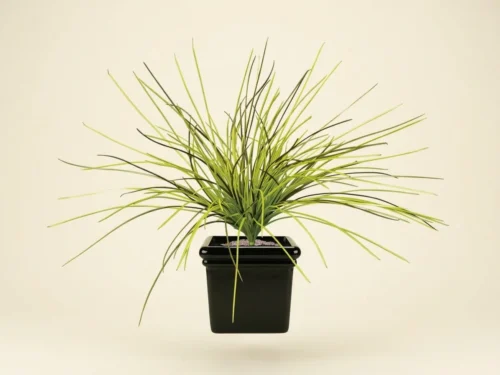 Willow Grass Plant ID# GRW116++