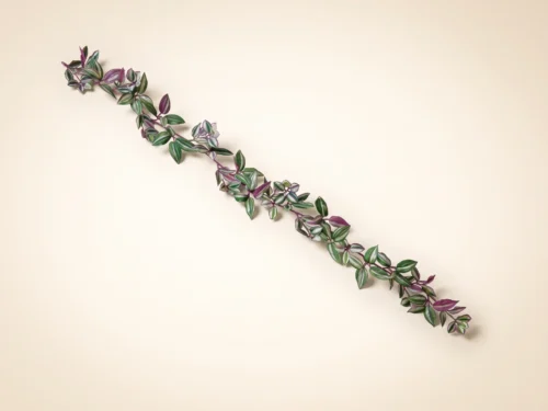 Wandering Jew Garland ID# WAN#72P