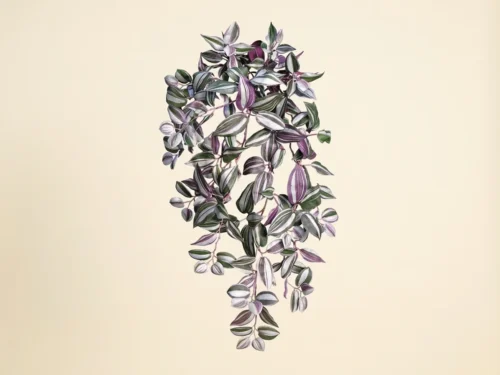 Wandering Jew Vine ID# WAN#24P