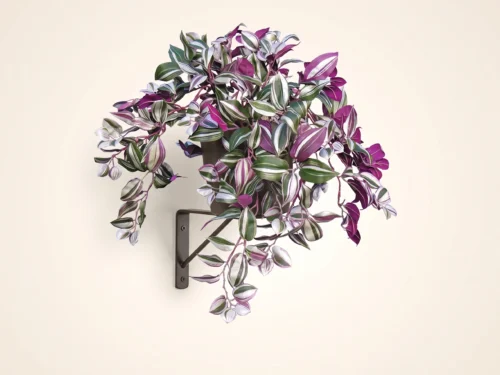 Wandering Jew Vine ID# WAN224