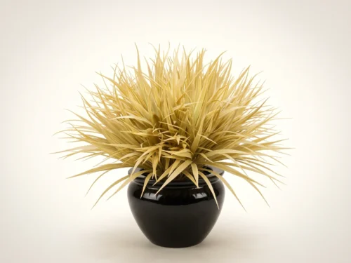Vanilla Grass Plant ID# GRV612DG