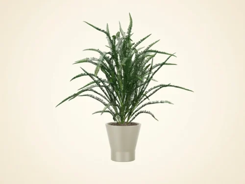 Outdoor Sword Fern Plant ID# FSW136+