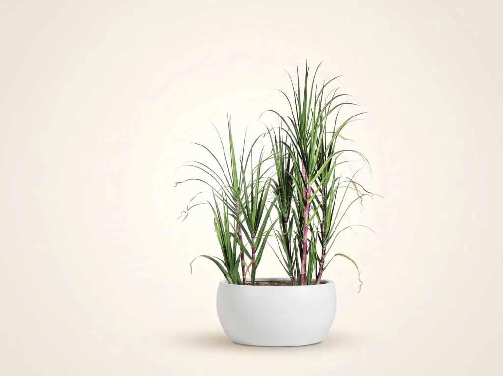 Artificial Sugarcane Plant