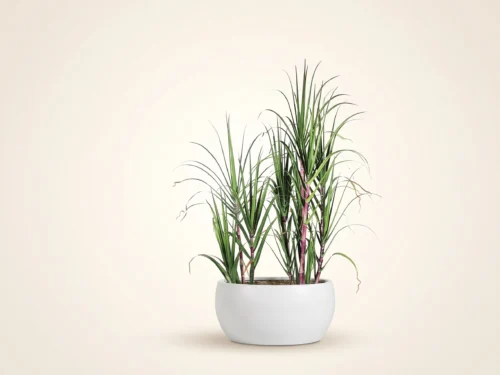 Sugarcane - Decorative Faux Plants ID# P1251S