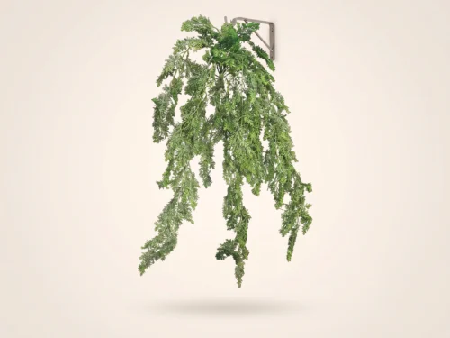 Asparagus Fern (Outdoors) ID# FEA130+