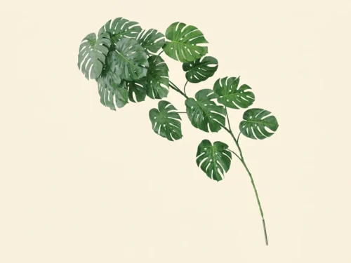 Split Leaf Philodendron Vine ID# PSL#84
