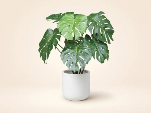Split Leaf Philodendron Plant ID# PSL132