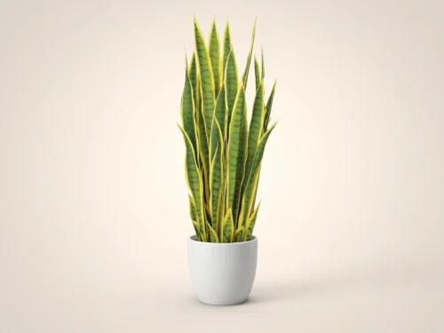 Sansevieria (exterior) (yellow/green) ID# SANM34YG+