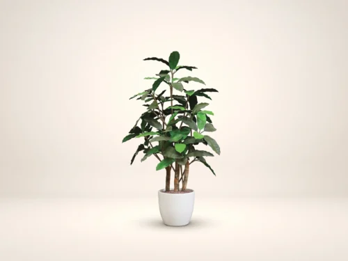 Schefflera Bush ID# SCHB48+