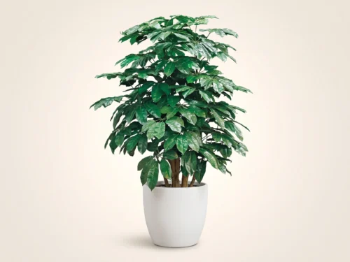 Schefflera Plant ID# SCF362