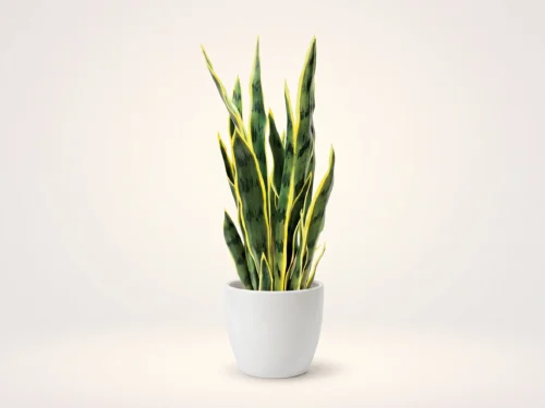 Sansevieria Plant ID# PEYNG32751PS