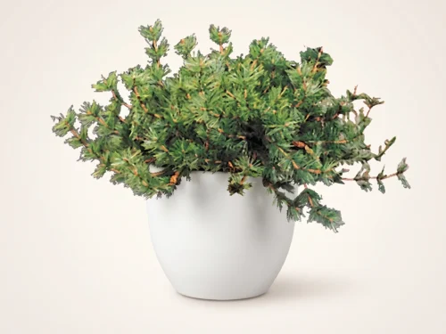 Rocky Mountain Pine Plant ID# PRM815