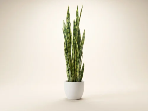 Sansevieria Plant ID# PNG42751PS