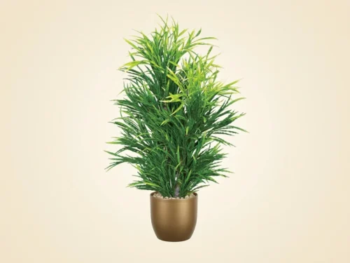 Ribbon Grass Plant ID# GRB248G+