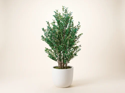 Privet Plant Plant ID# PRCM36