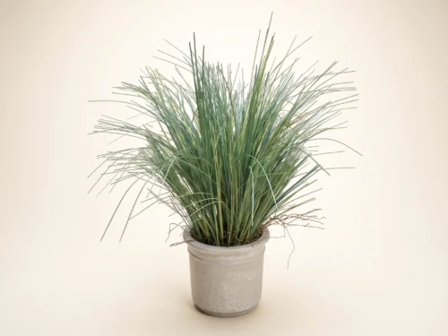 Prairie Grass Plant, Green ID# GPRM22G
