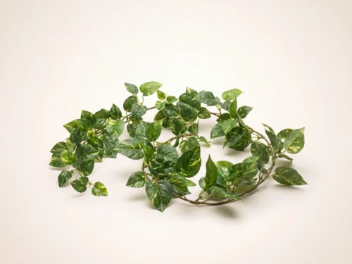 Pothos Garland ID# POG#72R