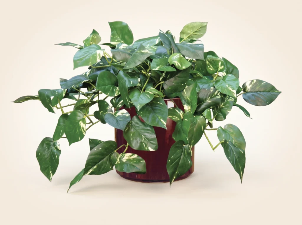 Fake Pothos Vines Plant