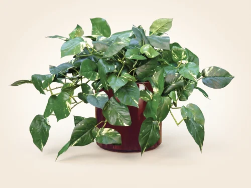 Pothos Vine ID# POG124