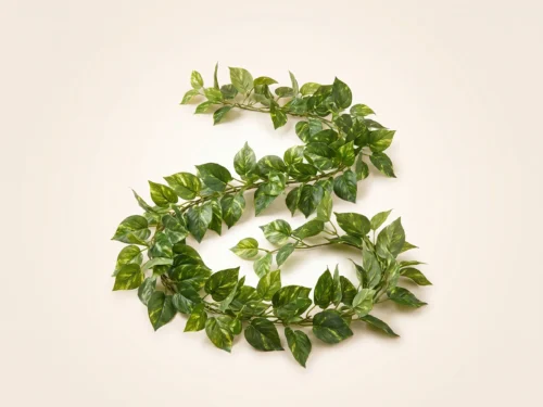 Pothos Vine Foliage ID# POG#30
