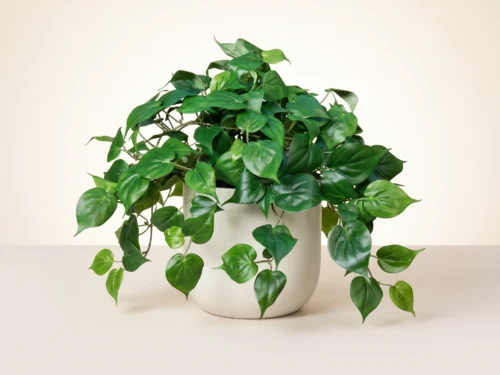 Philodendron Vine ID# PHI124