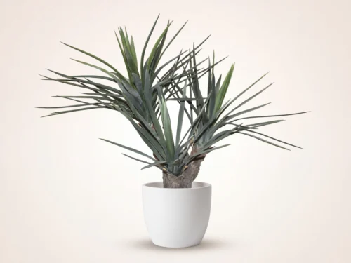 Pandanus Palm Tree ID# P564251TAS