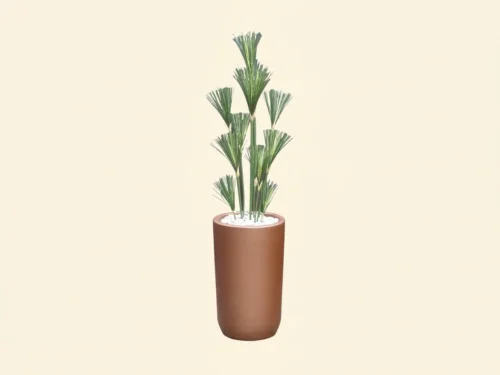 Papyrus Plant ID# PAPY5