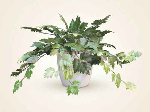 Oakleaf Ivy Plant ID# OAK315D