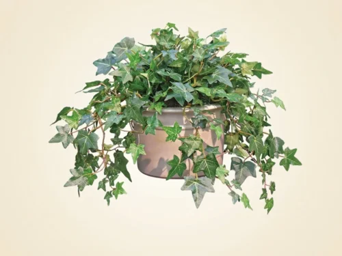 Needlepoint Ivy Vine ID# NPI210