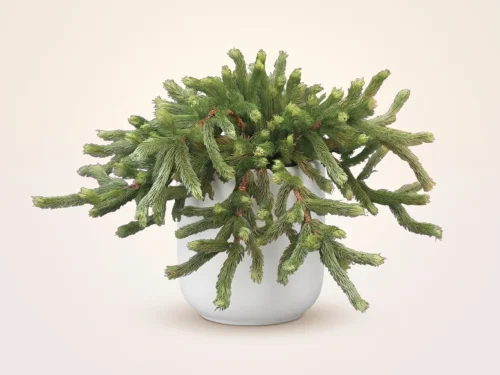 Norway Spruce Plant ID# SPN724