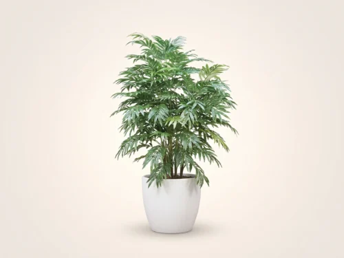 Neanthe Bella Palm Plant ID# 3858