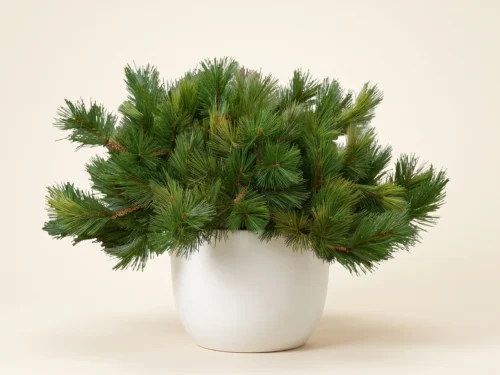 Mugo Pine Plant ID# MUG524