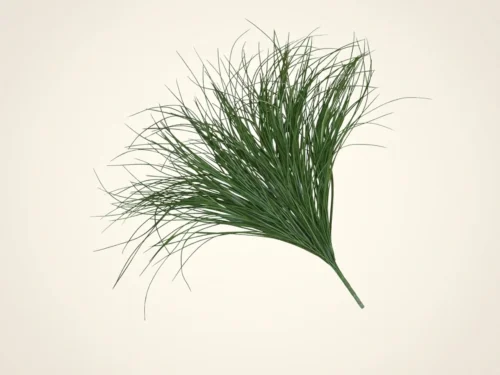 Mondo Grass Ground Cover ID# GMO+T38G