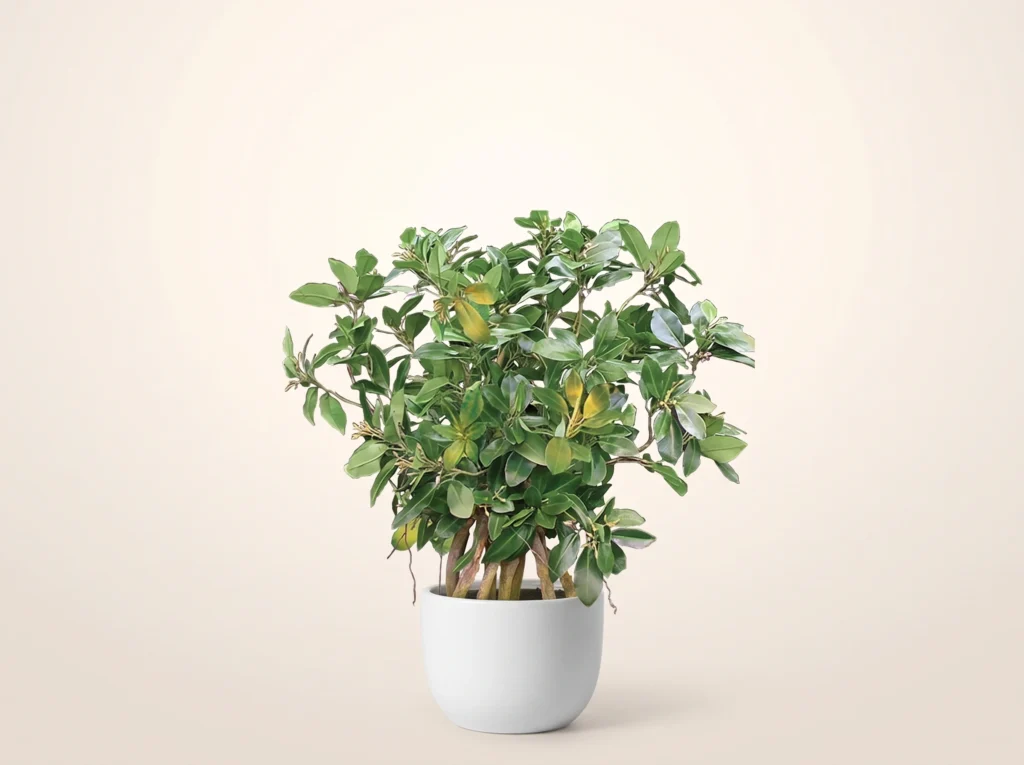 Artificial Mangrove Indoor Plant