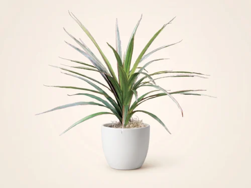Marginata Bush ID# MAR#27