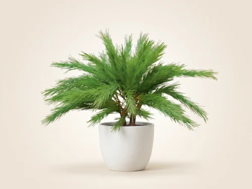 Limber Pine Plant, Spreader, Tea Green ID# PLBS30TG+