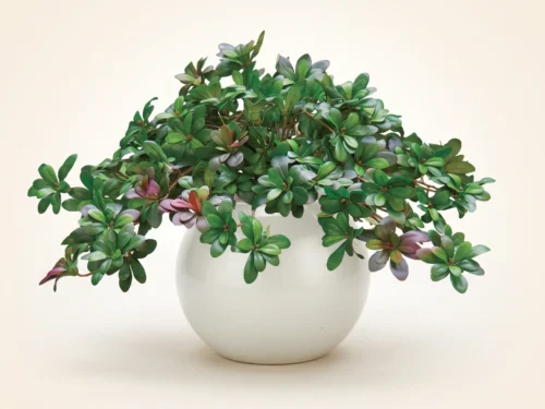 Australian Laurel Vine Plant ID# LAA612