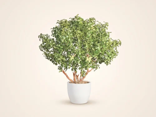 Mountain Laurel Bush ID# -