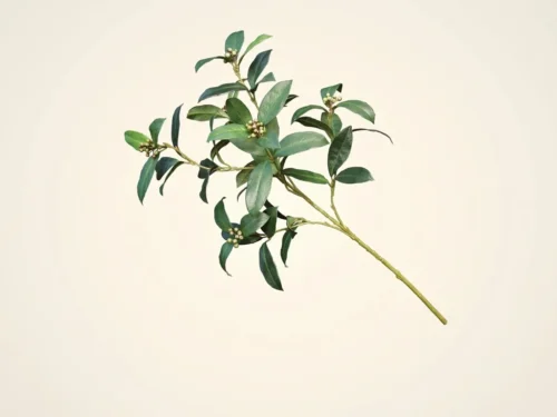 Sweet Bay Laurel Vine Spray ID# SBA#24