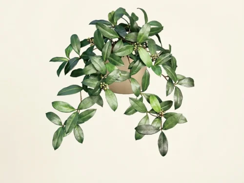 Sweet Bay Laurel Plant ID# SBA224
