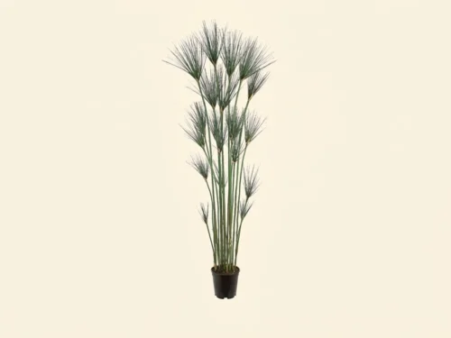 King Tut Egyptian Grass Tree ID# CRG-605GTLS