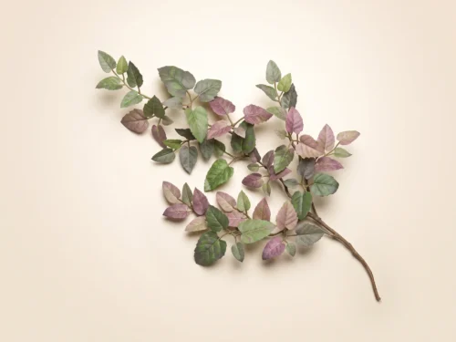 Kangaroo Ivy Vine ID# KAN#32M