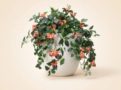 Jasmine Plant, Flowering ID# JAS224S