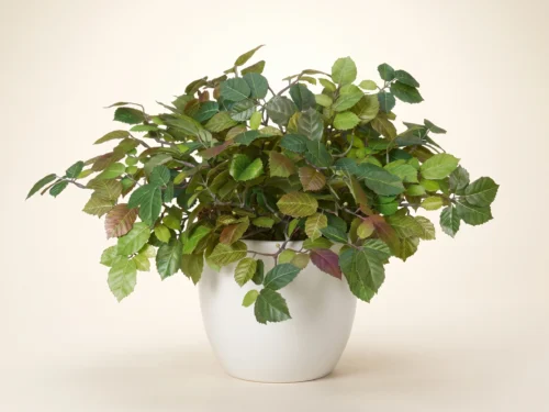 Ironwood Plant ID# IWV412