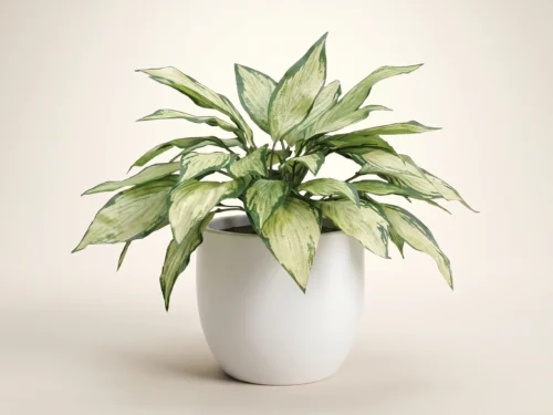 Moonglow Hostas Plant ID# HOS112MG