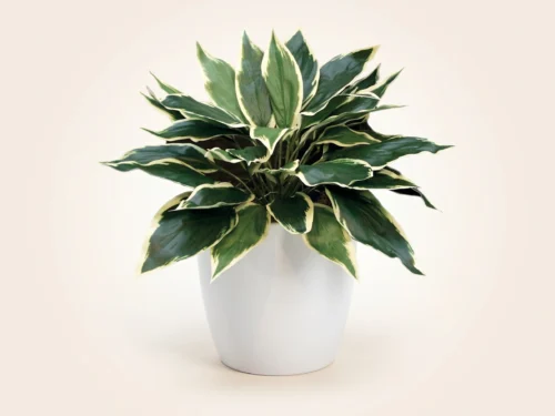 Hostas Plant ID# HOS212