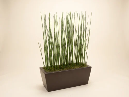 Horsetail Equisetum Puzzlegrass Grass Plant ID# HPZ#5