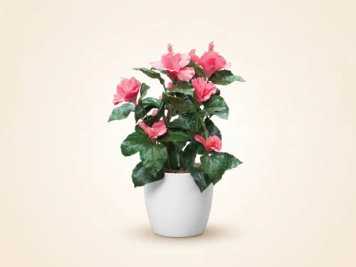 Hibiscus Plant ID# HIBM20P