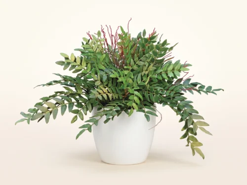 Highland Fern Plant ID# FHL316